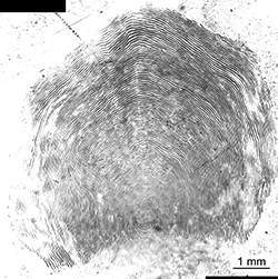 Magnified scale collected from a 1085 mm male Chinook salmon