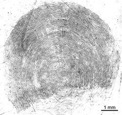 Magnified scale collected from a 990 mm male Chinook salmon
