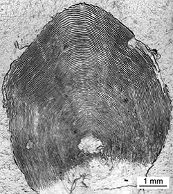 Magnified scale collected from a 825 mm male Chinook salmon