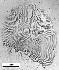 Magnified scale collected from a 520 mm male Chinook salmon