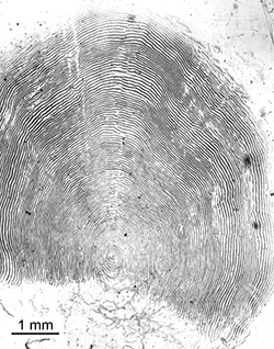 Magnified scale collected from a 992 mm male Chinook salmon