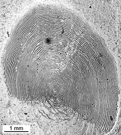 Magnified scale collected from a 730 mm male Chinook salmon