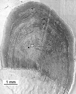 Magnified scale collected from a 800 mm male Chinook salmon