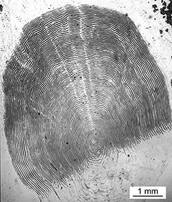 Magnified scale collected from a 790 mm male Chinook salmon