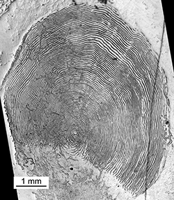 Magnified scale collected from a 780 mm female Chinook salmon