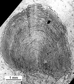 Magnified scale collected from a 765 mm female Chinook salmon