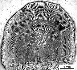 Magnified scale collected from a 794 mm female Chinook salmon