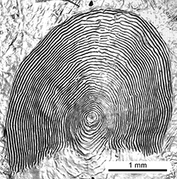 Magnified scale collected from a 370 mm male Chinook salmon