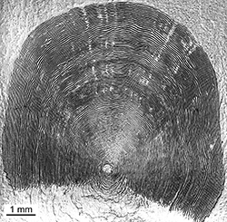 Magnified scale collected from a 800 mm male Chinook salmon