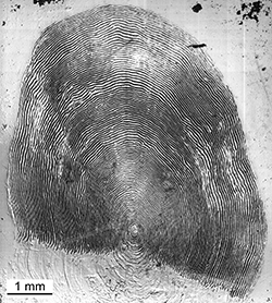 Magnified scale collected from a 645 mm male Chinook salmon