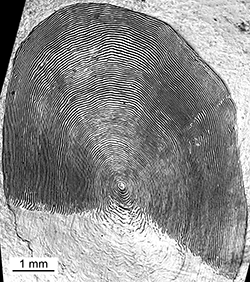 Magnified scale collected from a 771 mm male Chinook salmon