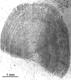 Magnified scale collected from a 718 mm female Chinook salmon