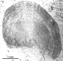 Magnified scale collected from a 510 mm male Chinook salmon