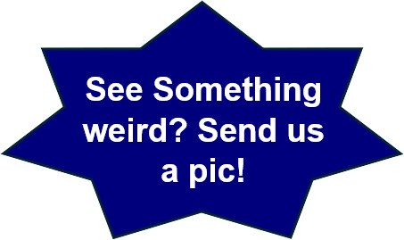 See Something weird? Send us a pic!