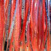 At the fish camp, natives dry and smoke strips of chum salmon and 
other subsistence-harvested species such as sheefish.