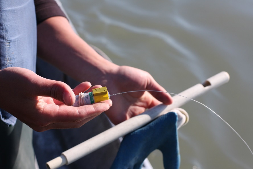 An esophageal radio tag is handled before it is placed into an applicator and inserted down the throat of a king salmon