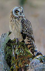 Short-eared Owl © Bob Armstrong