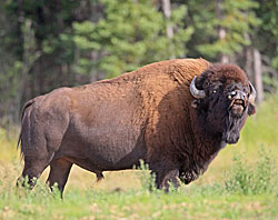Photo of a bison