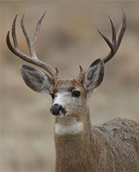 Mule deer
