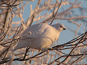Photo of a willow ptarmigan