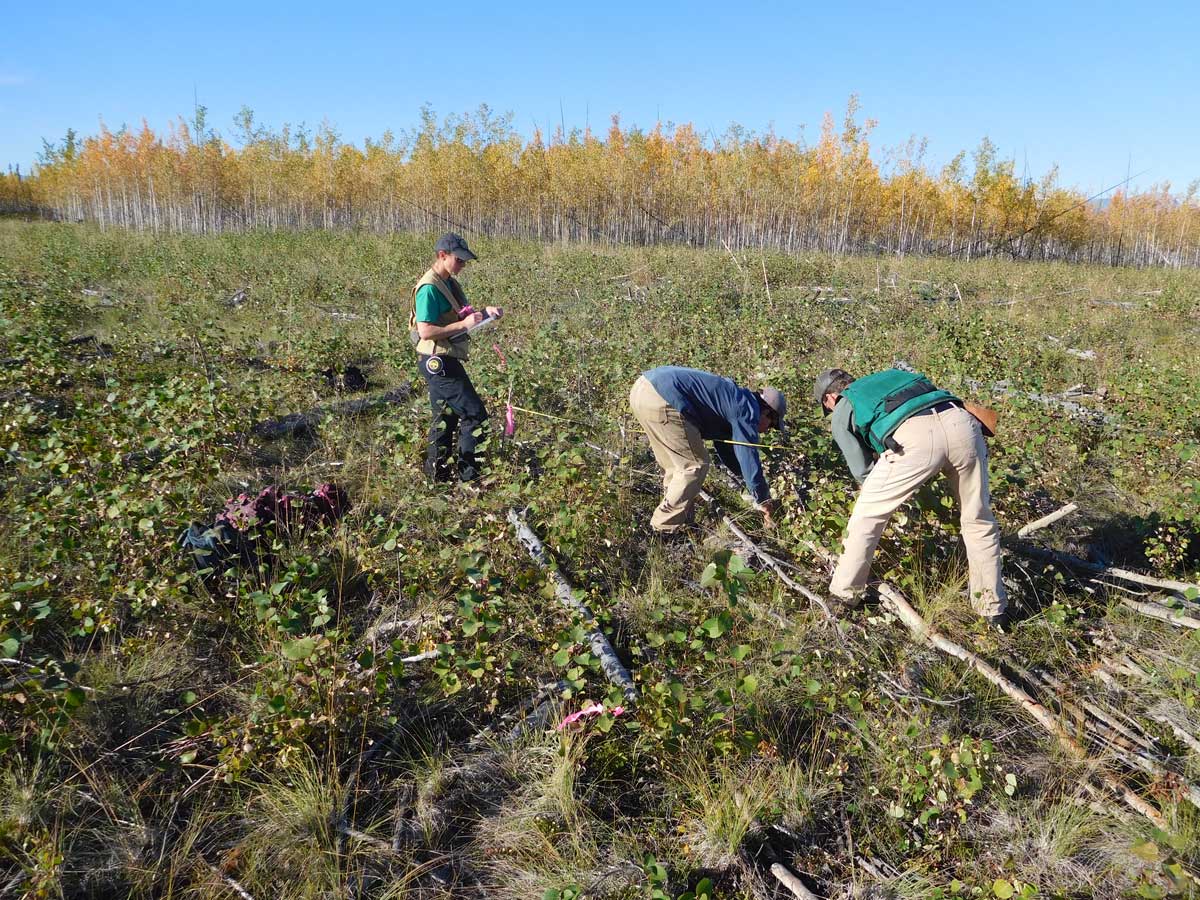 2016 ADF&G staff assessing aspen regeneration at the Tok River Grouse Habitat Project - Alaska Department of Fish and Game (ADFG)