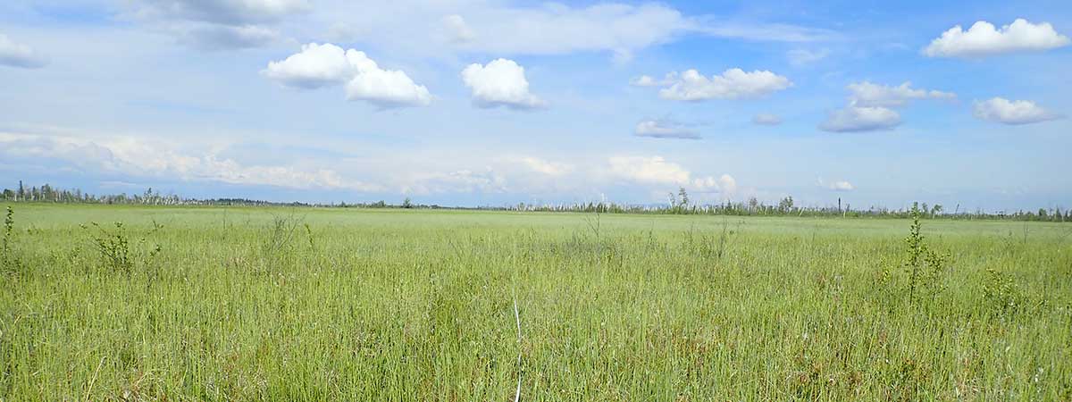 Sedge meadow at ground level 1 - Alaska Department of Fish and Game
