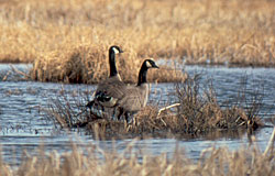 photo of geese