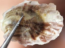 A juvenile Pacific oyster