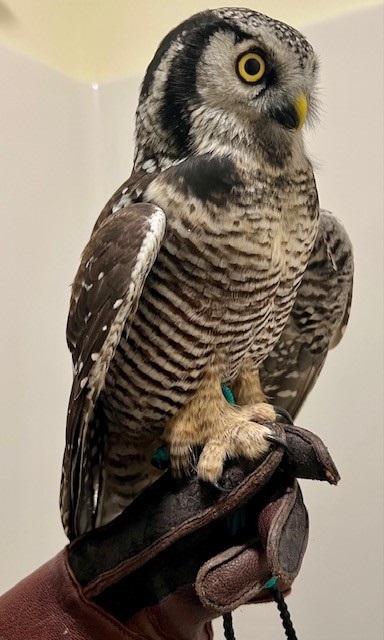 Photo of a northern hawk owl taken in 2023