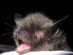 Little brown bat Juneau