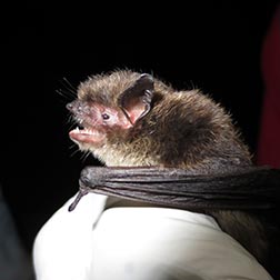 photo of bat
