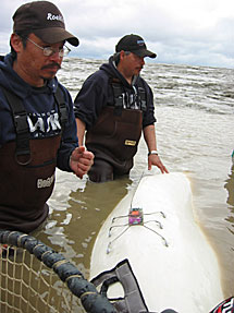 Two men help with a tagged beluga whale