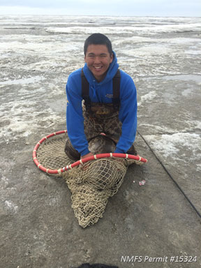 Albert Simon 2nd preparing to tag a young ringed seal near Hooper Bay 14 May 2015