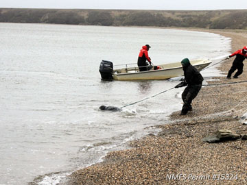 A net was used to capture ringed and bearded seals near Kotzebue  Photo by Denali Whiting 19 June 2014