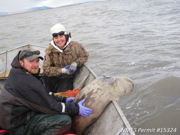 Ringed seal tagged near Hooper Bay  Left to right Mark Nelson and Florence Nukusuk Kargi Photo by Albert Simon