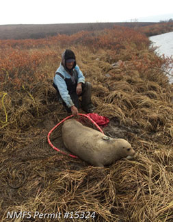 Merlin Henry with a young bearded seal tagged in the Koyuk River 30 September 2014