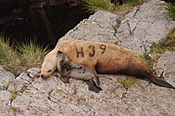 A female originally marked as a pup at Hazy Islands rookery in June 2001 is resighted with her own new pup at Lowrie Island rookery in June 2009 Markresight work shows us how often sea lions produce pups and at what age they begin