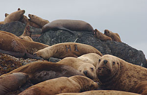 During skiff and land surveys persistence is required to identify and photograph marked sea lions from among the hundreds of others hauled out By revisiting these locations year after year we can identify individual sea lions to determine over time the rate of survival the reproductive rates and time at first reproduction of females their geographic shifts in choice of breeding rookery and rates of entanglement in marine debris As an example this female sea lion was marked as a pup at Hazy Islands rookery in 2001 and resighted at the Inian Islands in 2003 She eventually went on to produce a pup at her birthplace in June 2009