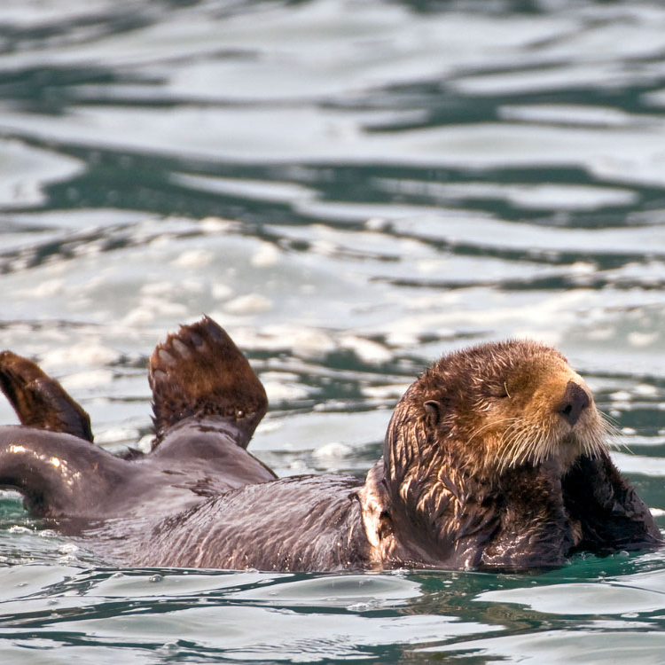 Northern Sea Otter (Southwest AK DPS)