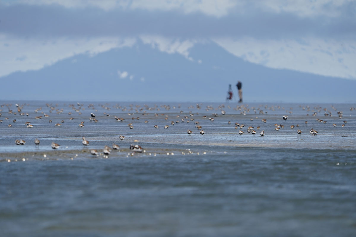 Photo by Blake Richard - Alaska Department of Fish and Game (ADFG)