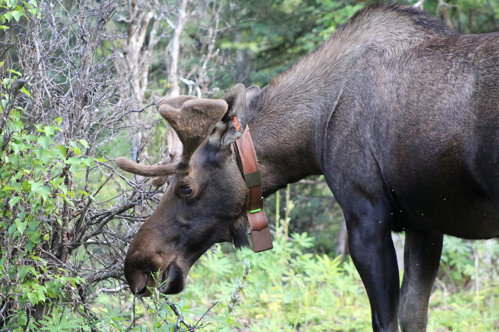 Kenai Moose Foraging (photo credit ADFG 2024 Daniel P. Thompson)