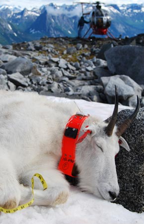 Figure 1 Photograph of an adult female mountain goat following capture and deployment of GPS radiocollar