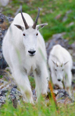Figure 1 Adult female and yearling mountain goat in the mountains east of Berners Bay Study results indicated that females do not give birth to kids until they are at least 4 years of age offspring typically continue to associate with their mother until they are 1ndash3 years old