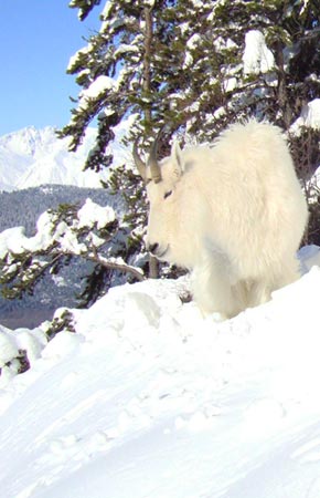 Figure 1 Adult male mountain goat on winter range in the Chilkat Valley near Haines This photo was taken with a remote camera