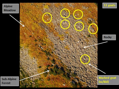Figure 3b Eleven mountain goats are visible in this picture Mountain goats on the rocky terrain are more difficult to detect than those in the alpine meadow