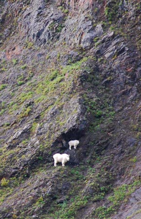 Figure 1 Aerial observations of mountain goats can be challenging when animals occur in rugged terrain where small outcrops ravines and caves can obscure clear views