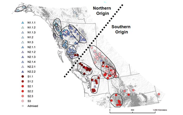 Figure 2 Map showing the location of mountain goat genetic samples distinct populations and origin North American mountain goats were derived from multiple population refugia following the last glacial maximum 15000 years ago Mountain goats in Alaska originated from source populations located in icefree refugia located north of southeast Alaska and presumably in an icefree refugia on the southwestern coast of Baranof Island