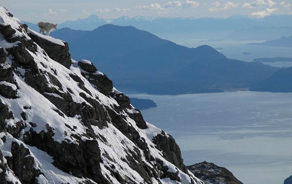 Figure 7 GPS radiocollared female mountain goat on Lion Head Mountain overlooking Berners Bay