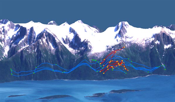 Figure 4 Map showing movement patterns during the breeding season ldquorutrdquo of a GPS radiocollared male blue lines and female red lines Males move widely across the landscape during the rut in order to find receptive females