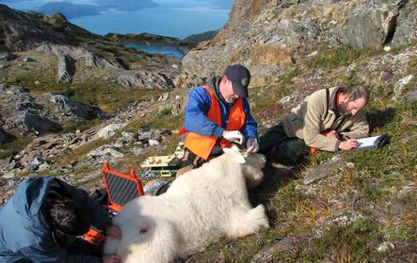 Figure 2 Biologists collecting morphological measurements of an immobilized mountain goat in the Lynn Canal area Photo left to right Kevin White Doug Larsen Steve Lewis